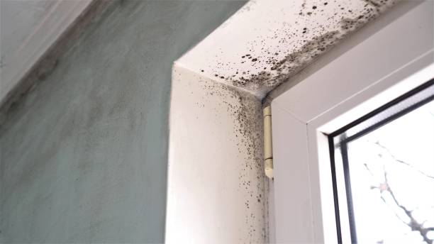 Best Commercial Mold Removal  in Peoria, AZ