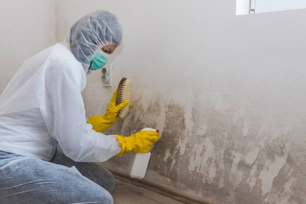 Best Certified Mold Removal  in Peoria, AZ