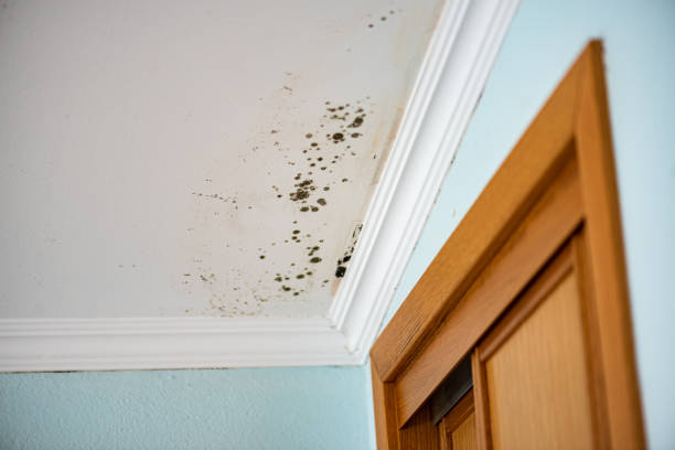 Crawl Space Mold Removal in Peoria, AZ
