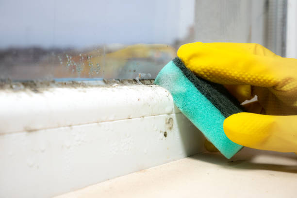 Best Mold Remediation  in Peoria, AZ