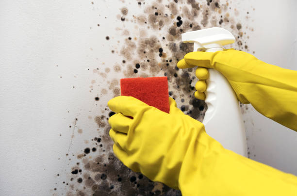 Best Residential Mold Removal  in Peoria, AZ