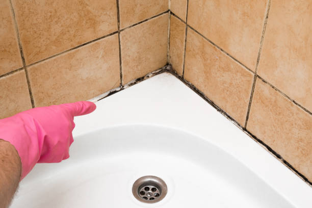 Best Best Mold Removal Companies  in Peoria, AZ